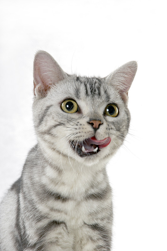 猫咪下载安装_(睡着的小猫咪下载安装)