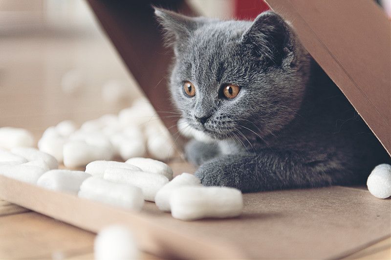 猫咪载app下载(猫咪下载安装)
