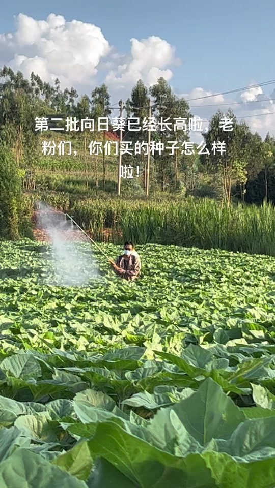 花管家app下载不了(花管家app下载不了怎么回事)